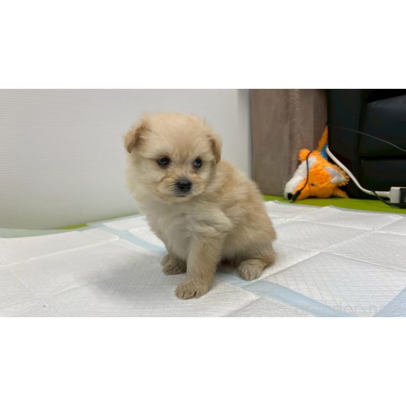 販売中の兵庫県のポメプー:ポメラニアン×トイプードル-409764の5枚目